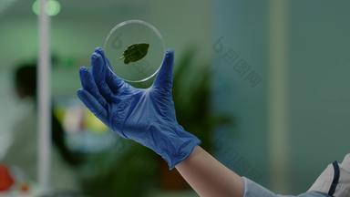 特写镜头生物学家科学家持有手佩特里菜绿色叶